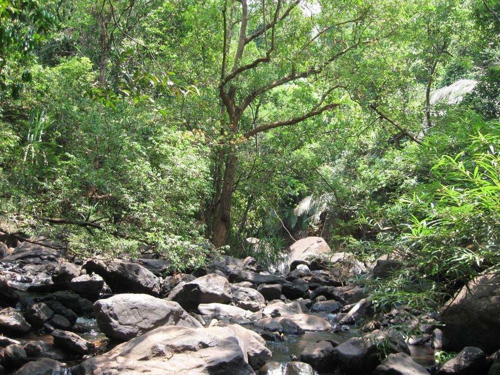 Dudhsagar Plantation Villa Cormonem Eksteriør billede